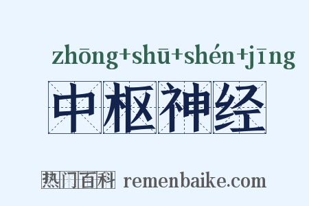 中枢神经是什么意思的图片